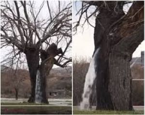 Muntenegru: copacul-izvor. Care este explicația. Foto: digi24.ro