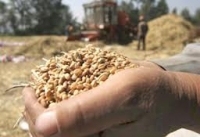 Pentru securitate alimentară, Moldova are nevoie de 320.000 tone de grâu