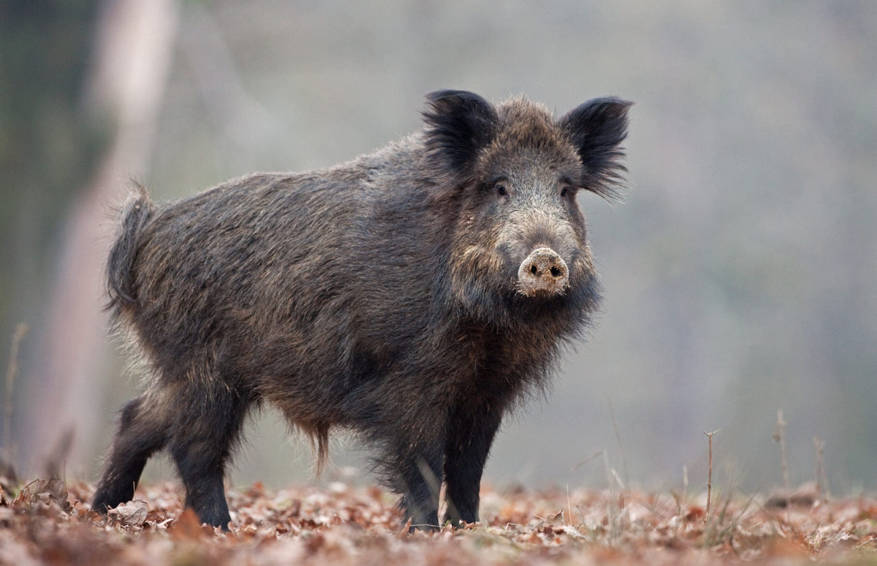 Шесть граждан Молдовы получили по 50 евро за сообщения о трупах диких кабанов.