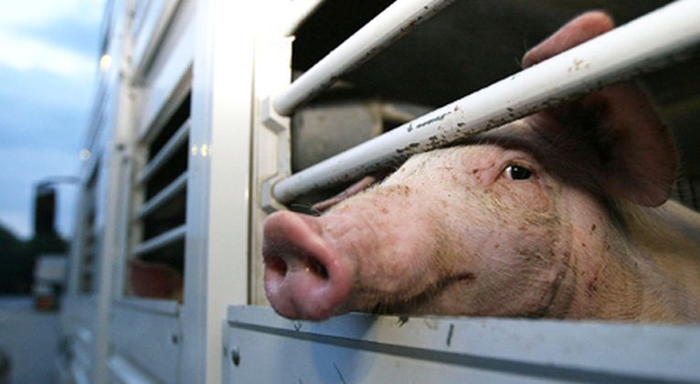 Un TIR plin cu porci pornit spre Moldova, blocat la vama Albița