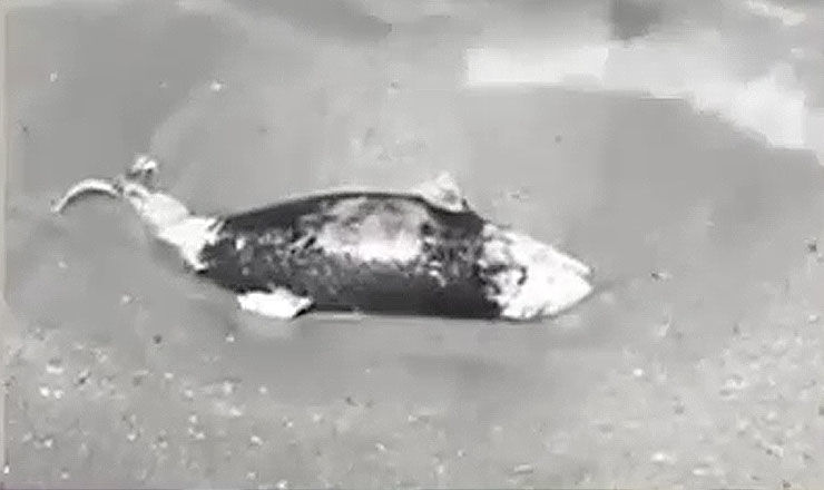 84 de delfini eşuaţi pe litoral în acest an. 