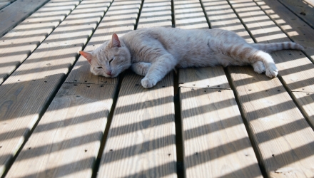 Dacă vă gândiţi că în zilele caniculare trebuie să vă răcoriţi cu băuturi cât mai reci, ei bine vă înşelaţi.