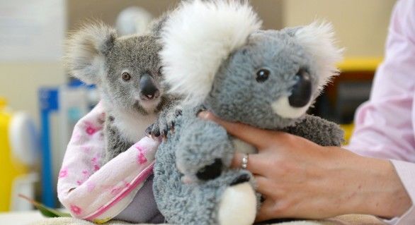 Un koala orfan și-a găsit un părinte de pluș.