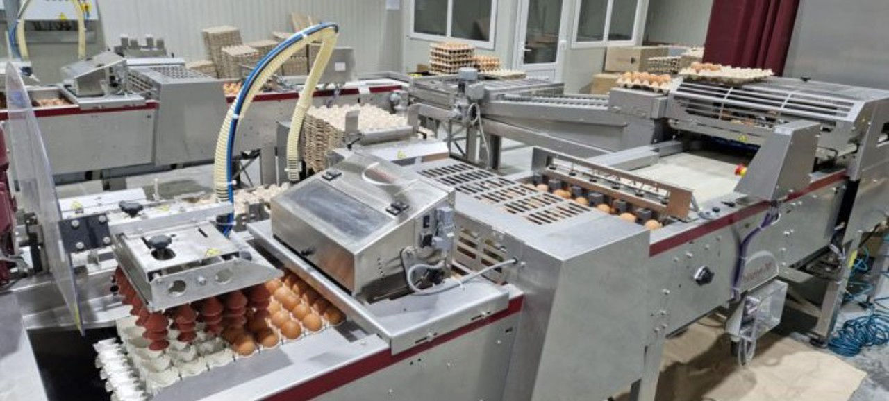 Primul producător din Moldova a obținut dreptul de a exporta ouă de găină în UE.