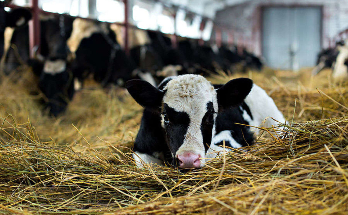 Primele granturi pentru crescătorii de bovine, oferite prin Proiectul AGGRI.