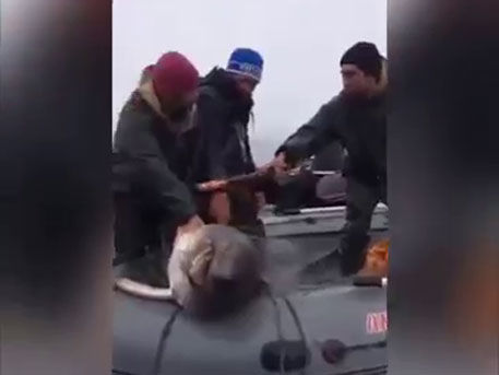 Тогда рыбакам пришлось оглушить акулу обычной бейсбольной битой.
