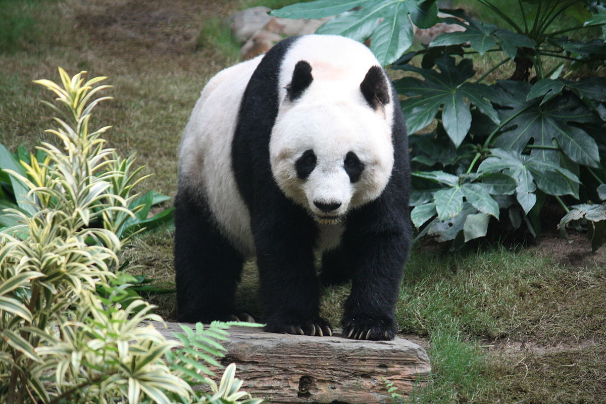 Margaret Thatcher a refuzat să transporte urşi panda în propriul avion.