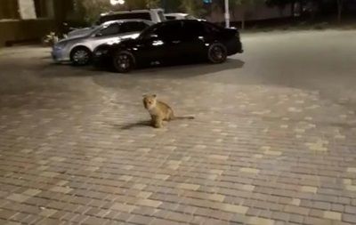 Сообщается, что львенок был один, его хозяев рядом не наблюдалось.