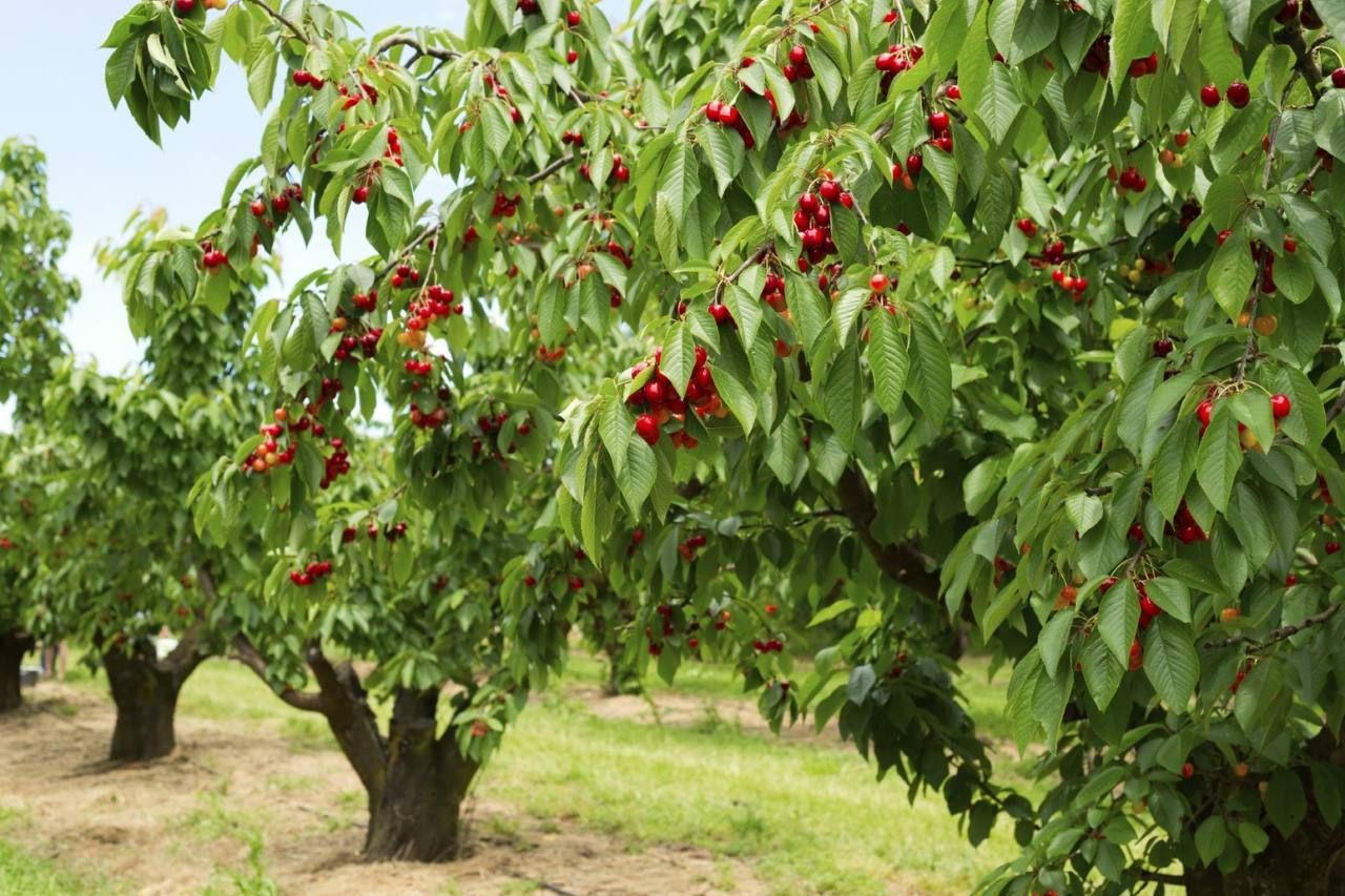 Agricultura din Transnistria, afectată de înghețuri: Recolta de fructe, parțial pierdută.