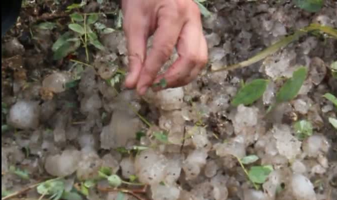 Ploaia cu vânt şi grindină de ieri seară, a făcut ravagii în cinci localităţi din ţară.