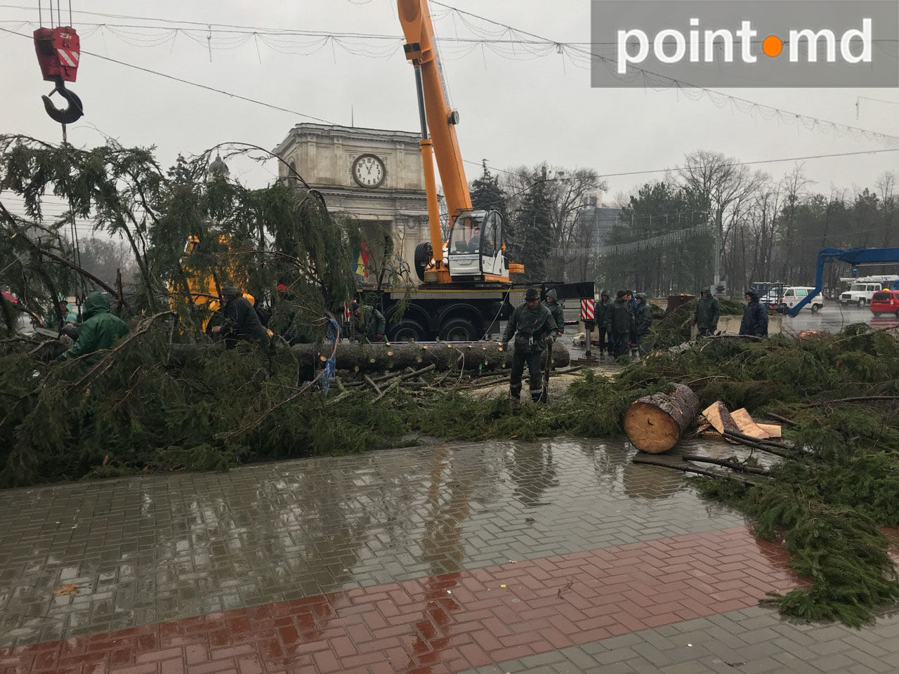 Principalul pom al țării, tăiat în bucăți. Cum comentează Radu