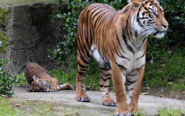 Tragedie la Zoo! O angajată a unei menajerii a fost ucisă de un tigruFoto: iasitvlife.ro