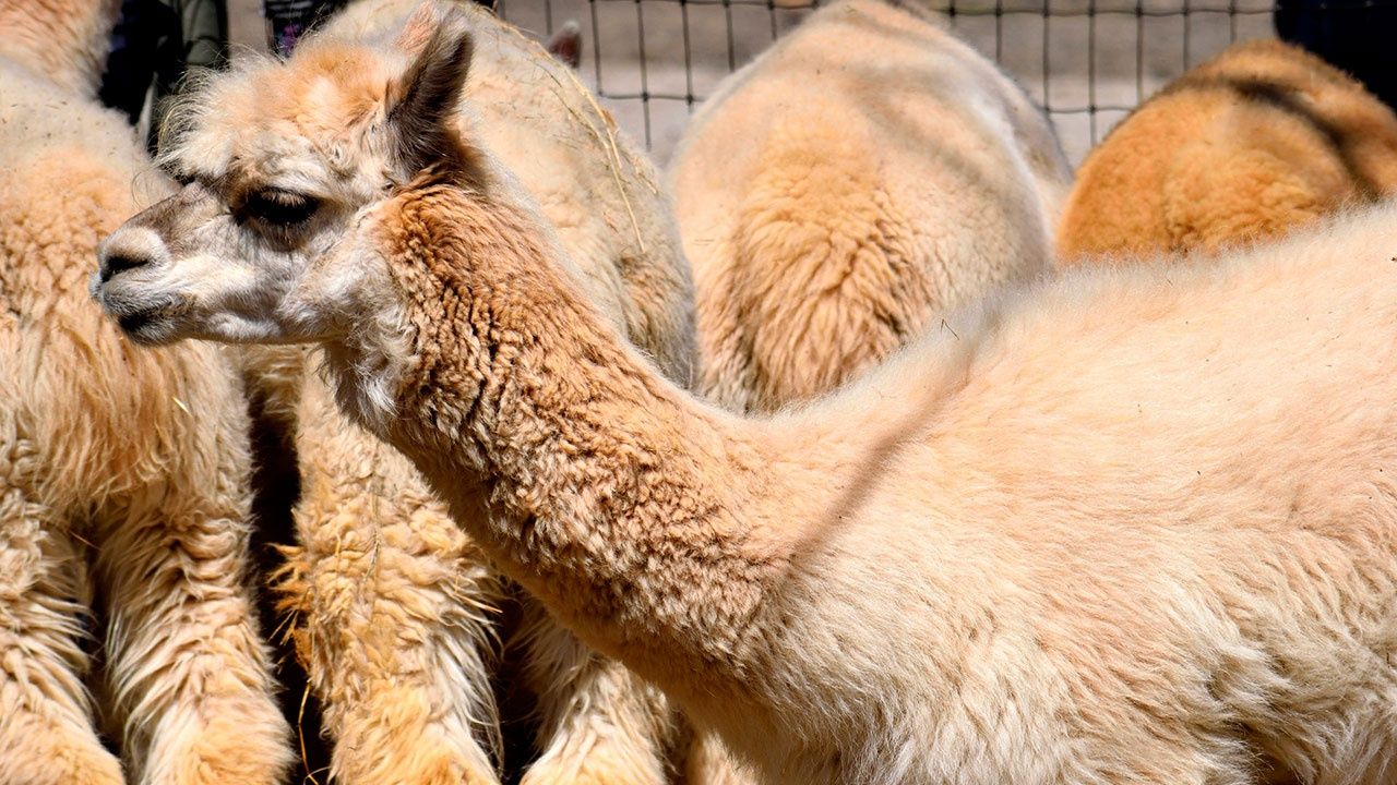Чилийцы два месяца живут в страхе из-за «кровососущей чупакабры».