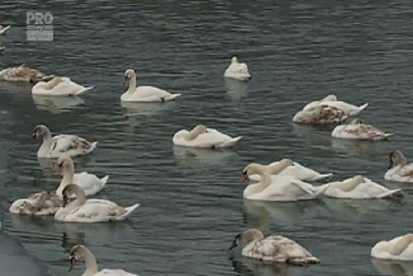 Peste trei sute de lebede şi-au găsit adăpost pe râul Nistru, în apropierea satului Napadova, raionul Floreşti. Foto: protv.md