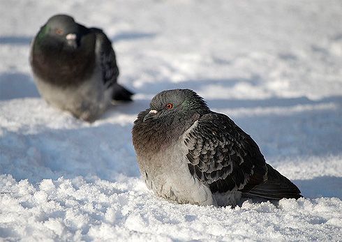 Primele zile a lunii ianuarie vor fi geroase. Meteorologii anunţă noaptea geruri până la -20 de grade Celsius în regiunile din Centru, -19 la Sud, iar la Nord până la -18.