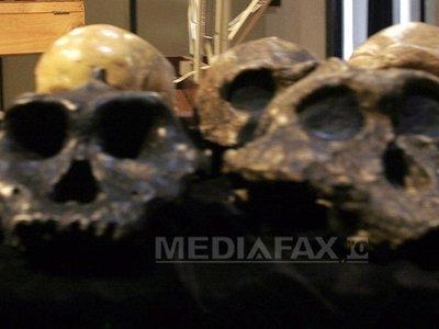 Câteva fosile descoperite recent în Kenya aduc dovada diversităţii primilor reprezentanţi din clasa hominizilor