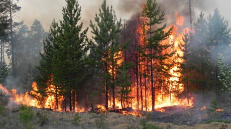 Incendiile de vegetaţie fac ravagii în mai multe regiuni din nord-estul Rusiei. Foto: teleport2001.ru
