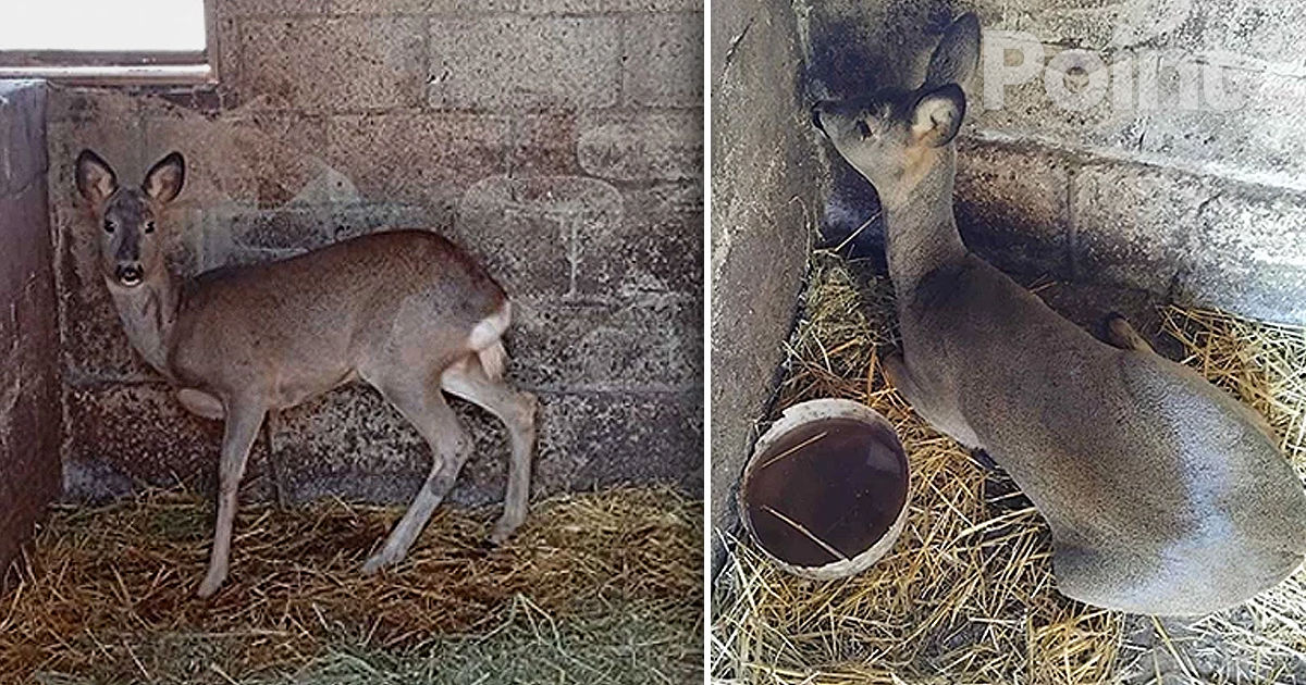 В Унгенском районе мужчина приютил и спас раненую косулю.