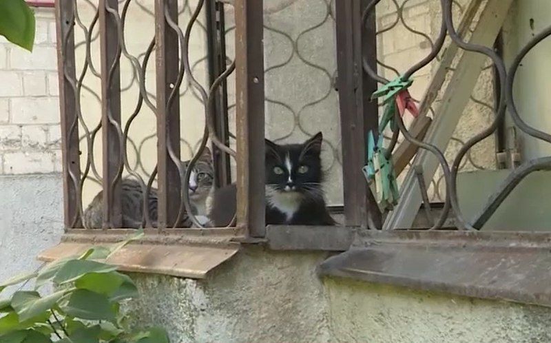 Соседи женщины жалуются, что из-за кошек в доме полно блох, грязи и невыносимого запаха. 
