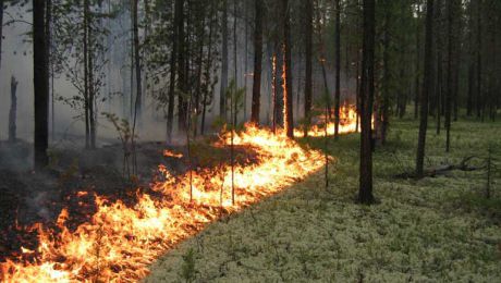 По предварительным данным, причиной пожара стала жара.