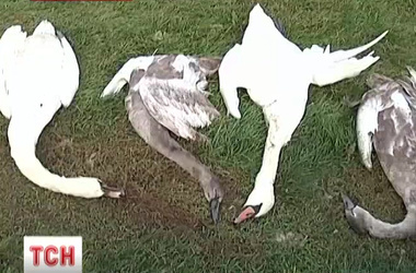 Птицы гнездились на сельском пруду много лет подряд.