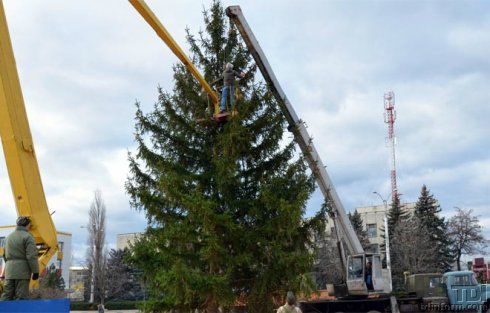 По оценкам специалистов, ели порядка 35 лет.