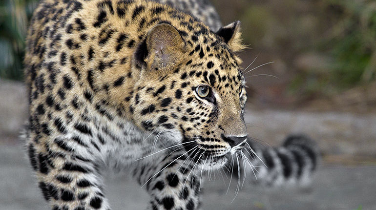 Un copil, transportat la spital după ce a fost atacat de un leopard