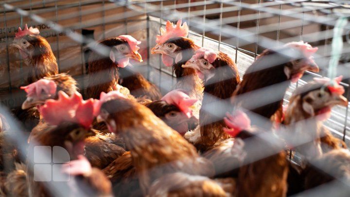 Покупатели на птичьем рынке Кишинёва жалуются на цены и маленький выбор цыплят.
