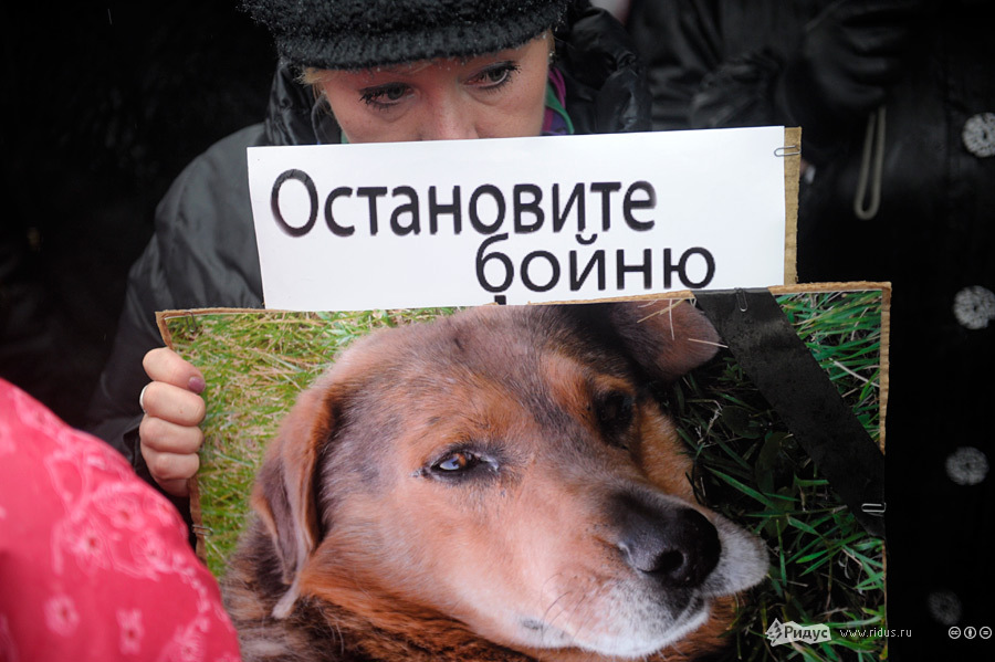 В понедельник утром возле мэрии прошел митинг в поддержку собак.