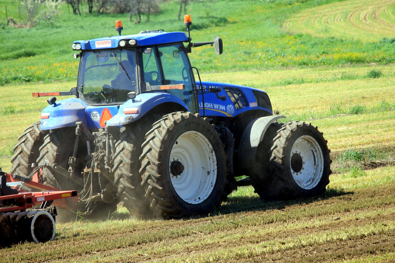 Înghețurile târzii au afectat peste 1.800 de hectare de rapiță la Căușeni.