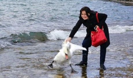 O lebădă a fost ucisă de o turistă pentru o poză. Foto: jurnal.md