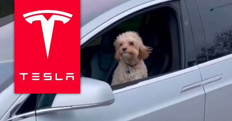 Пушистый водитель: в США заметили пса за рулем Tesla. Коллаж: Point.md