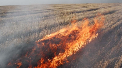 Сухая трава и листья горели в 12 районах.