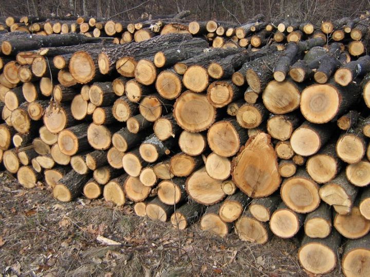 Afacere profitabilă cu lemne a hoților din Edineț