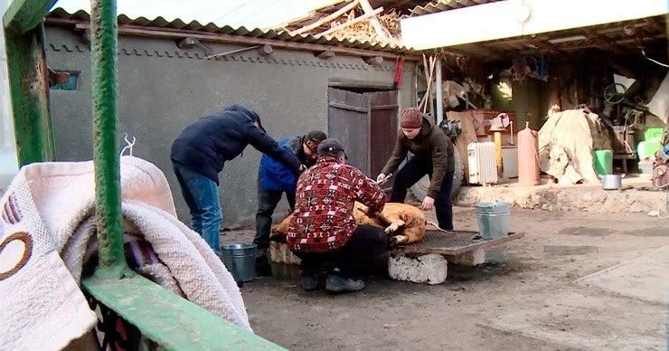 В семье Рабий в канун Рождества забили 140-килограммовую свинью.