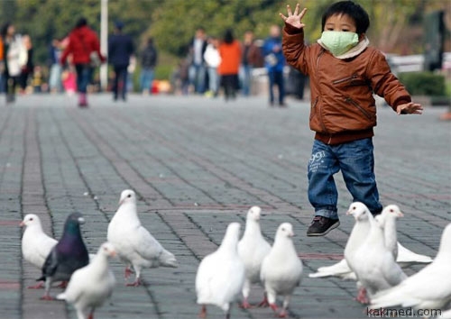 За последние дни в Китае еще 23 человека заболели птичьим гриппом H7N9.