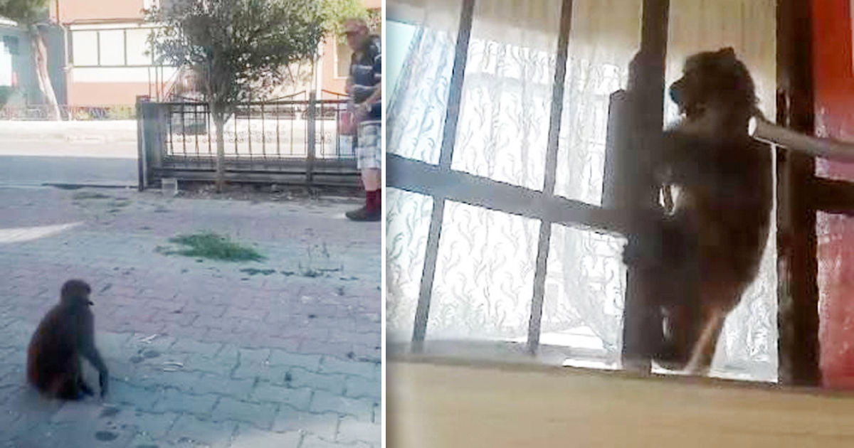 Агрессивная мартышка напала на трех человек на улицах Стамбула. Коллаж: Point.md