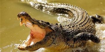 Mexican, atacat de un crocodil în piscina hotelului la care lucra.