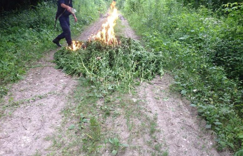 Astfel, poliţiştii au depistat pe un lot de pământ din preajma comunei Băcioi, mai multe tufe de cânepă cultivate şi bine îngrijite printre rândurile de porumb. 
