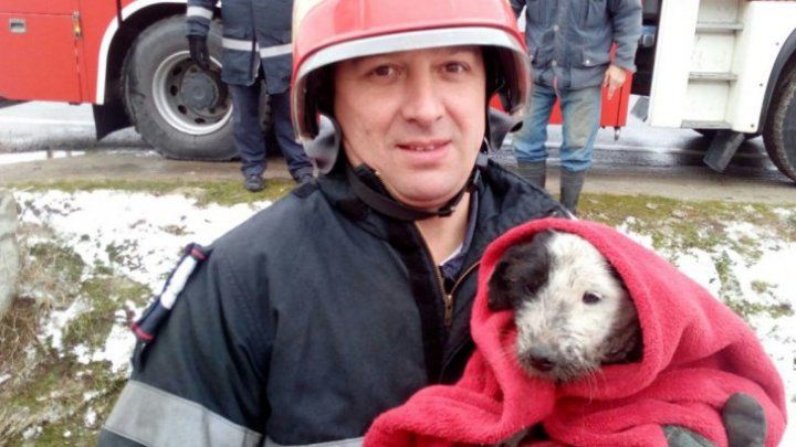 Momentul în care un cățeluș este salvat de la o moarte sigură.