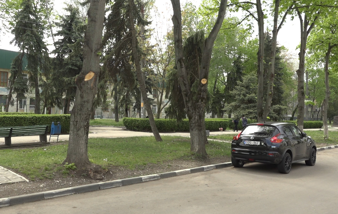 Директор БиО рассказала о правилах сноса деревьев в Бельцах. Фото: btv.md.