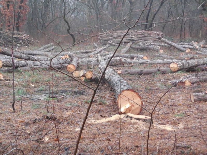 В Молдове леса занимают около 375 000 гектаров и занимают 12% территории. Фото: noi.md