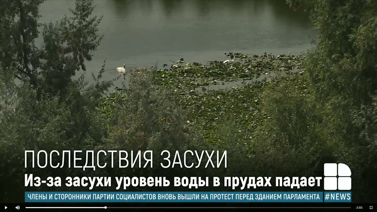 В Кагульском районе из-за засухи могут погибнуть уникальные кувшинки.