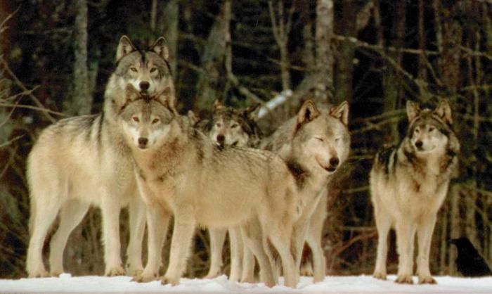 Haită de lupi, surprinsă într-un parc naţional din România. Foto: pt.nextews.com