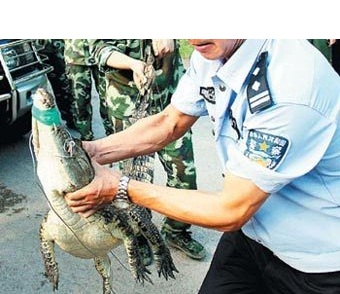 Один из спасенных крокодилов. Фото: с сайта china.org.cn