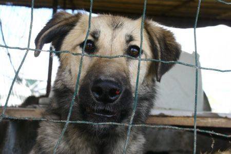 Apărătorii drepturilor animalelor au protestat în faţa Primăriei Chișinău.