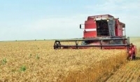 În regiunile din sudul țării, roada diferă de la 1 la 1,5 tone la hectar, în timp ce la nordul țării se recoltează 4-5 tone la hectar