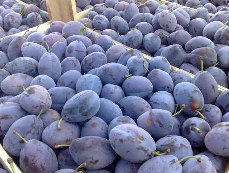 Greutatea totală a produselor infectate a fost de peste 33 de tone