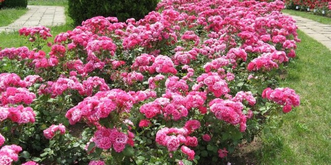În prima etapă au fost sădite mai multe soiuri de flori anuale, ca pituniile, agheratum, portolac ş.a. 