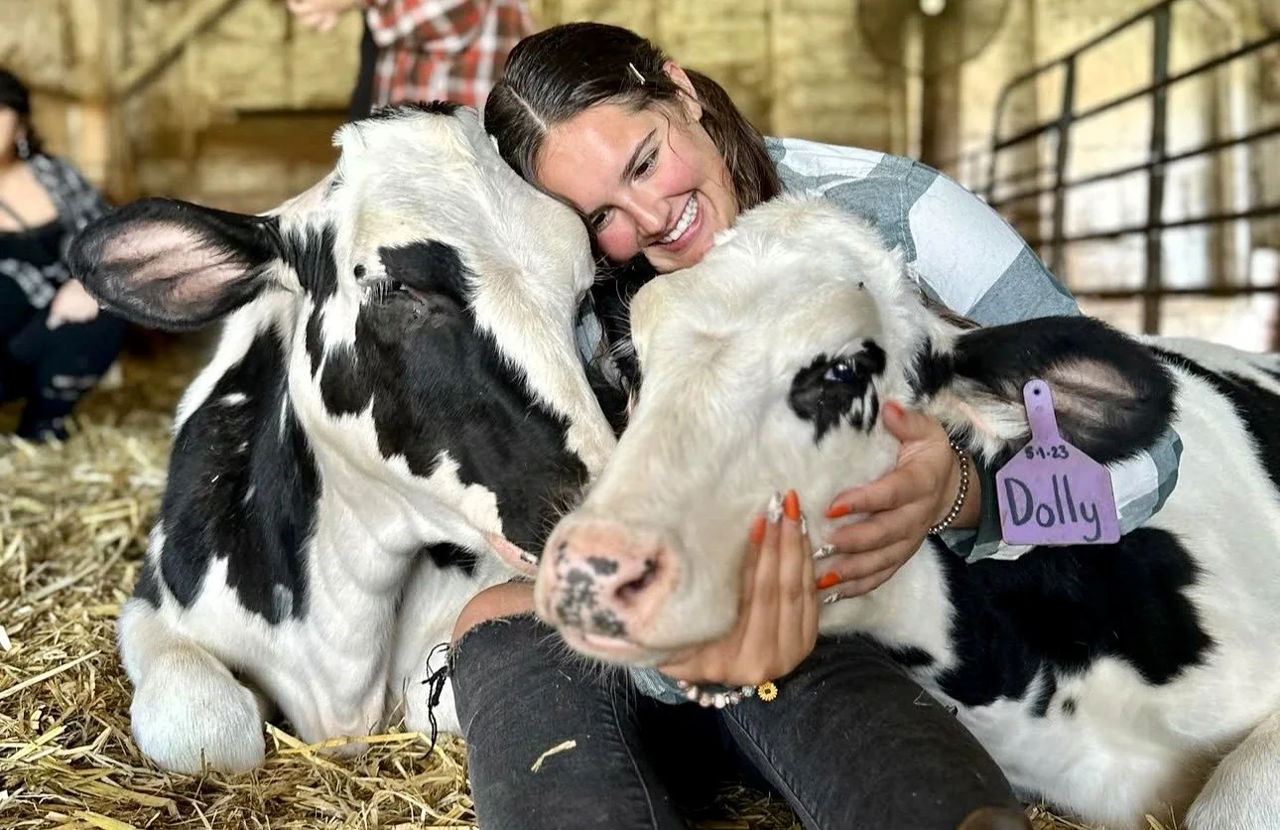 Servicii de îmbrățișare a vacilor, oferite în SUA din cauza scăderii prețurilor la produsele lactate.